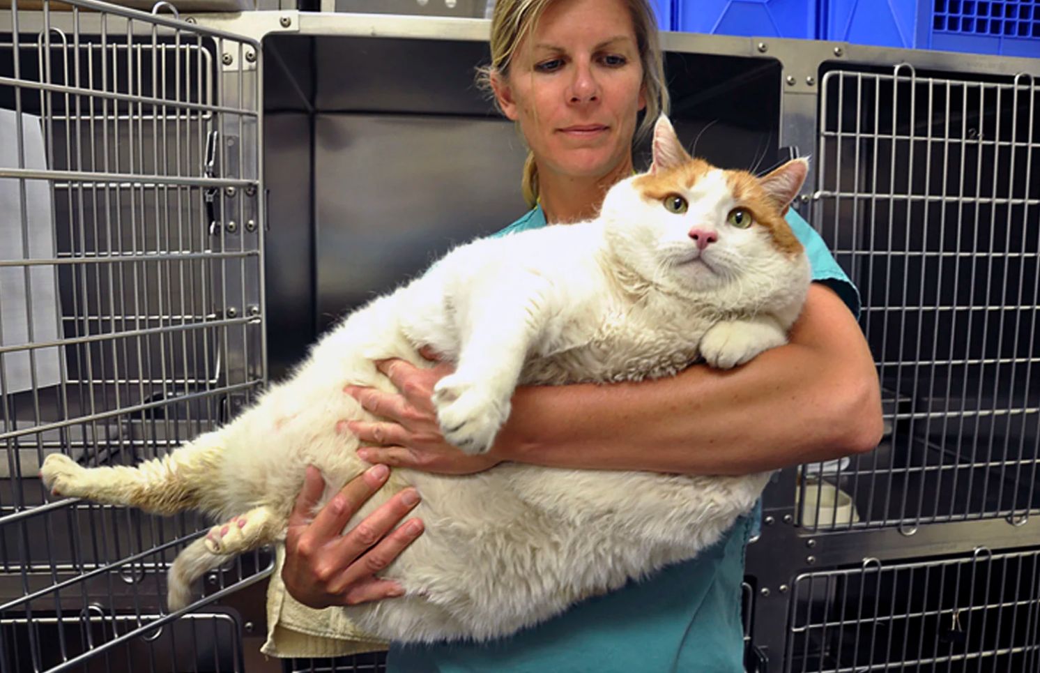 Ozempets: Cientistas testam remédios estilo Ozempic para emagrecer gatos e cachorros