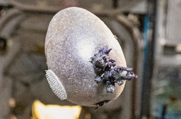 “Spudnik‑1”: astrônomo da NASA viraliza ao mostrar batata cultivada no espaço