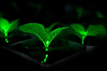 Plantas que brilham no escuro podem iluminar cidades e reduzir uso de energia