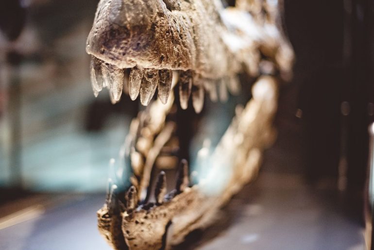 “Couro de T‑Rex” criado em laboratório vira polêmica e divide cientistas