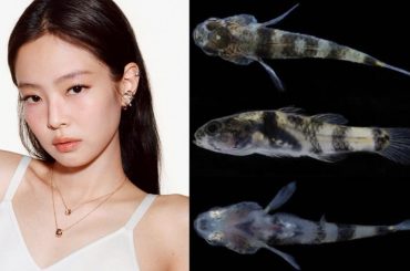 Jennie, do BLACKPINK, inspira cientistas a batizar nova espécie de peixe na China