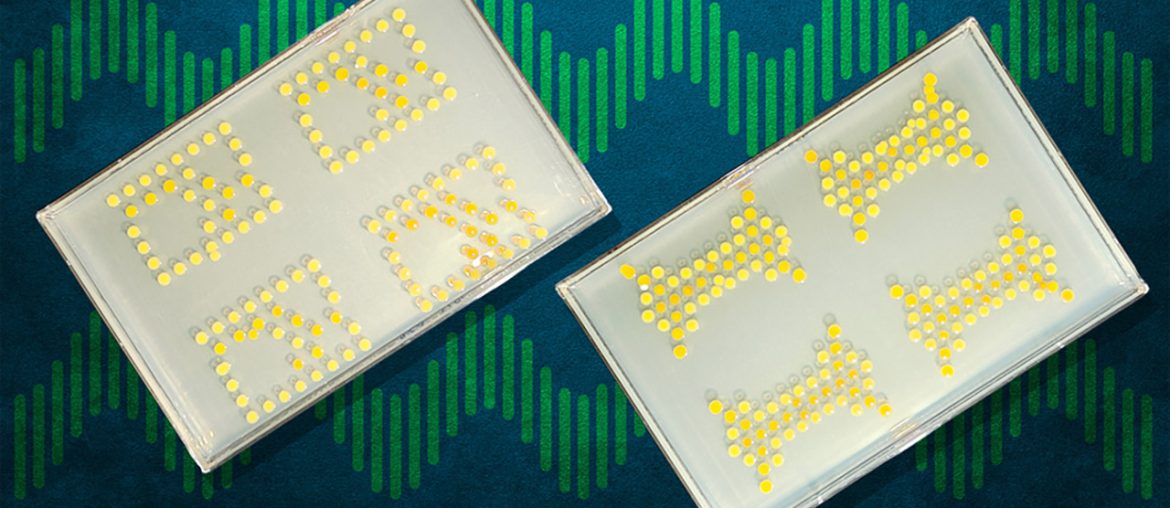 Cientistas do MIT criam transistores vivos feitos com bactérias
