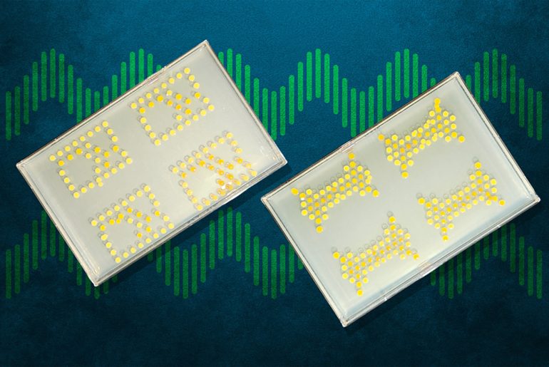 Cientistas do MIT criam transistores vivos feitos com bactérias