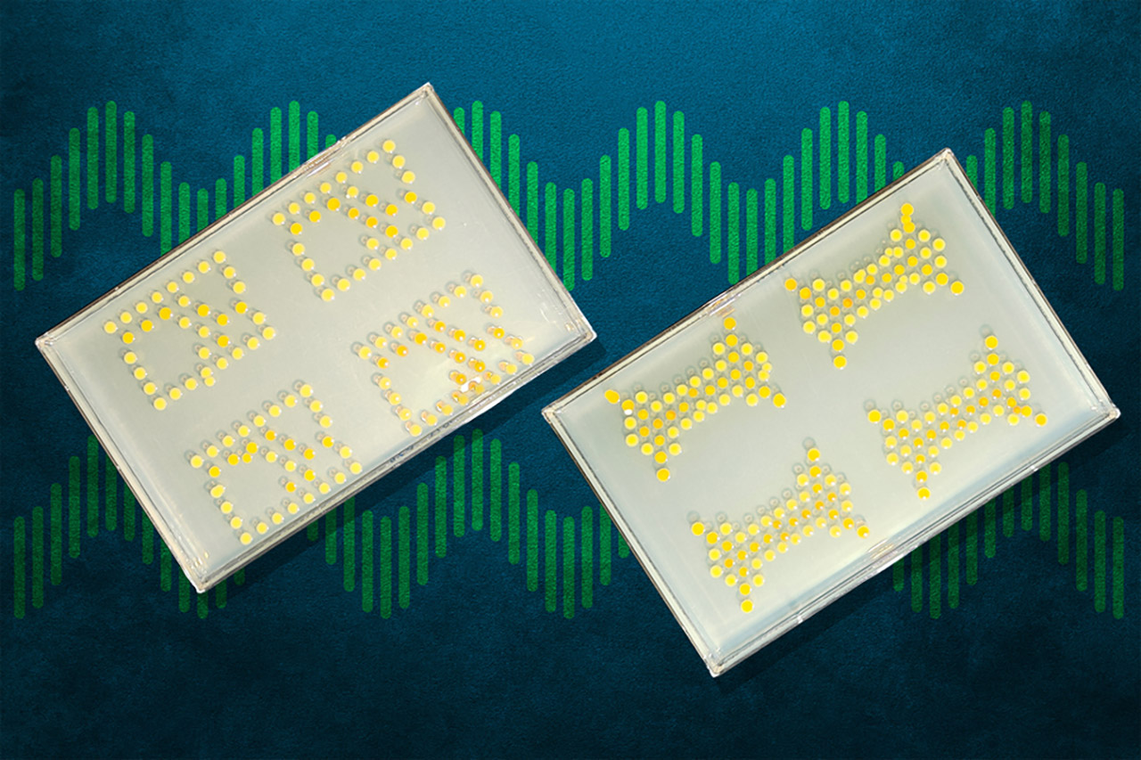 Cientistas do MIT criam transistores vivos feitos com bactérias