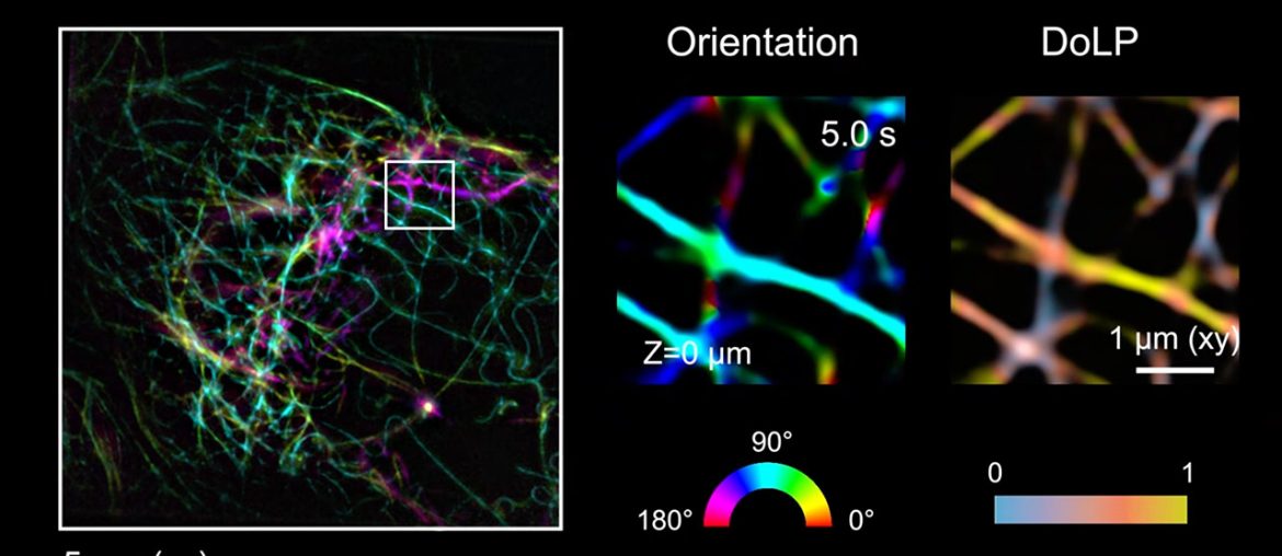 Novo microscópio SPIFFI pode transformar imagens de células vivas em vídeos de super resolução
